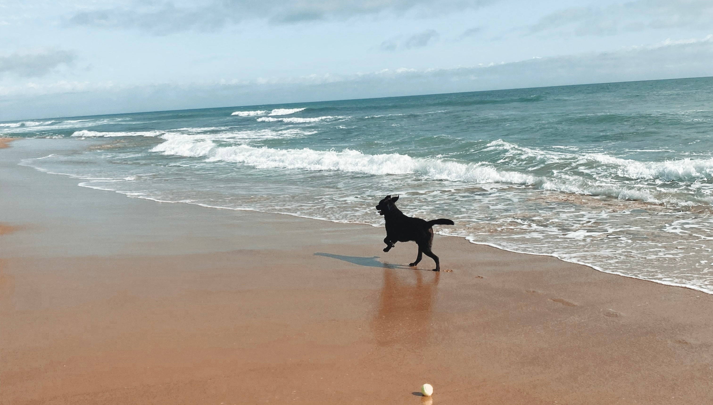 Beach Days with Your Canine Companion: Embracing Fun in the Sun with HOULA and Bo