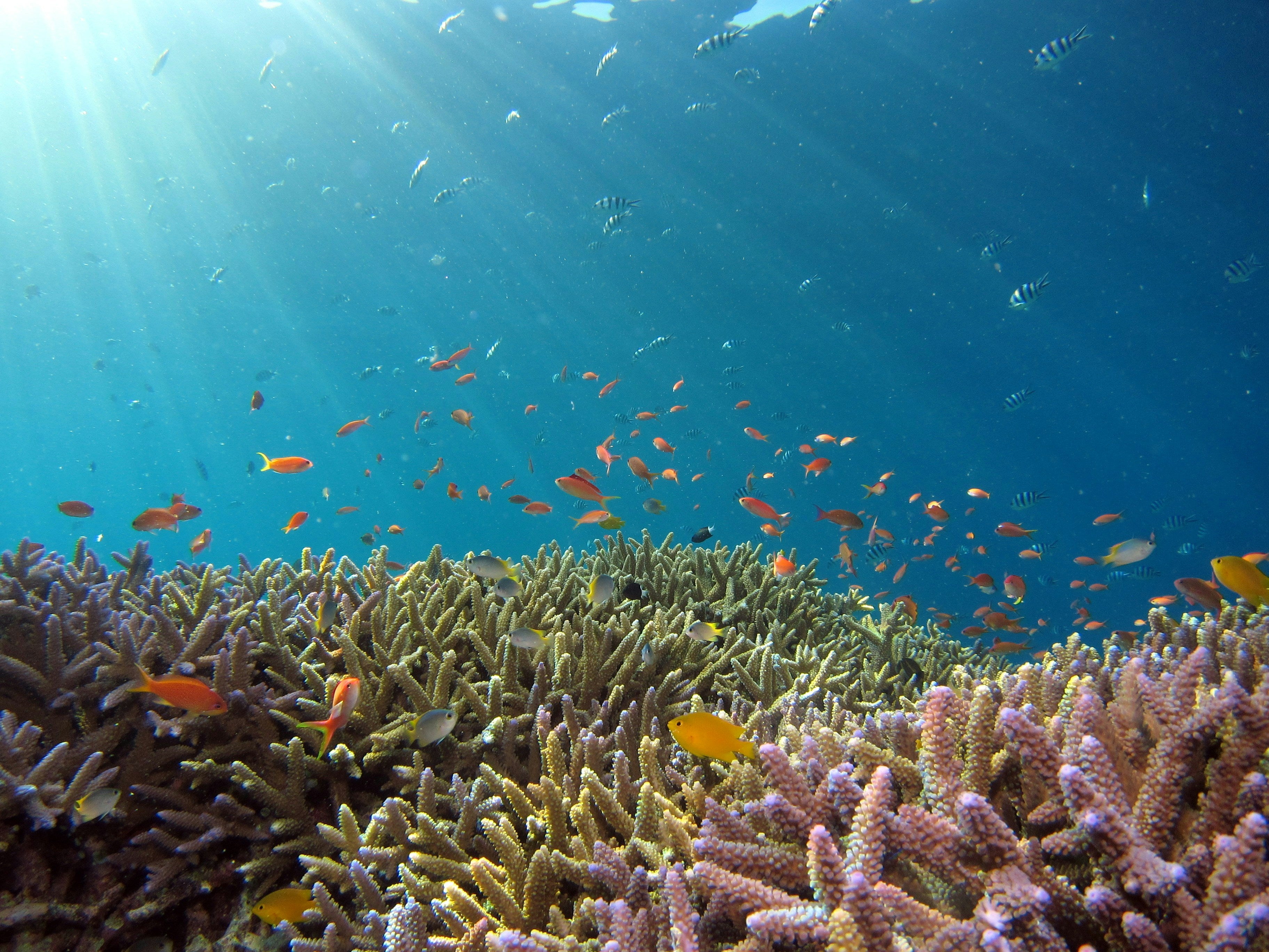 Protecting Our Reefs: The Importance of Reef-Safe Sunscreen